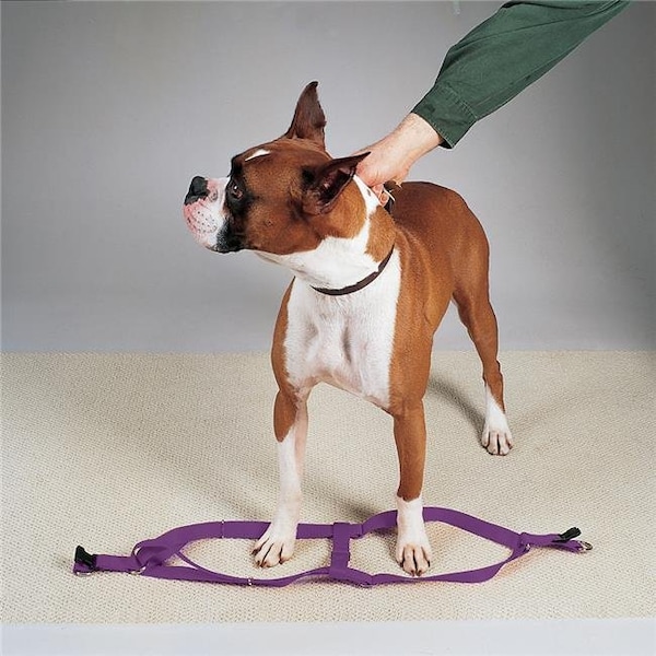Casual Canine ZA807 09 90 9-15 in. Nylon 2 Step Dog Harness; Purple ZA807 09 90 - main